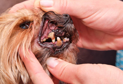 Glen Riddle Lima Dog Dentist