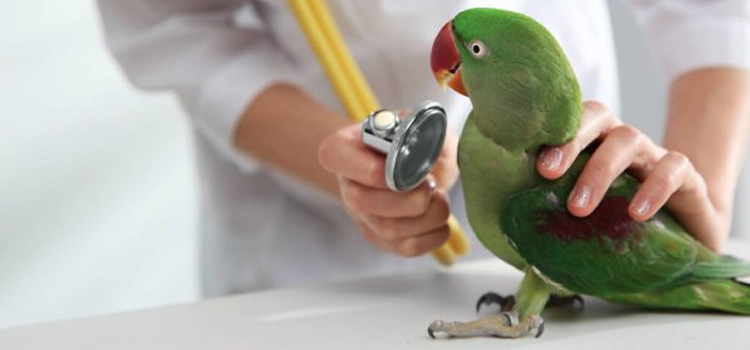 bird regular veterinary clinic in Coward