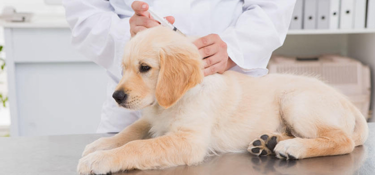 dog vaccination hospital in Garner