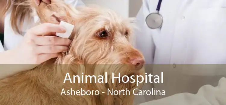 Animal Hospital Asheboro - North Carolina