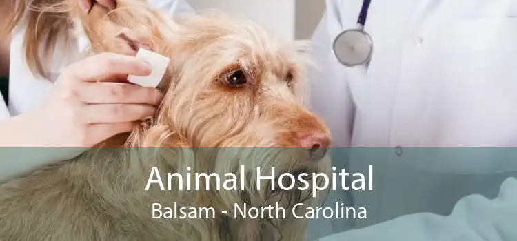 Animal Hospital Balsam - North Carolina