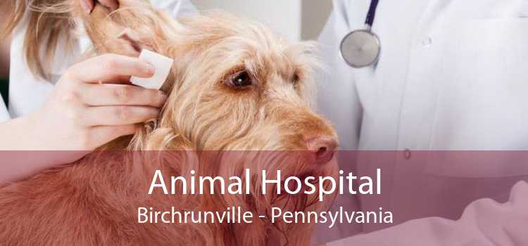 Animal Hospital Birchrunville - Pennsylvania