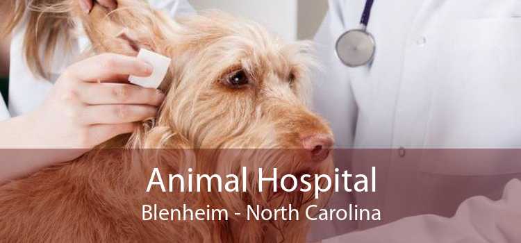 Animal Hospital Blenheim - North Carolina