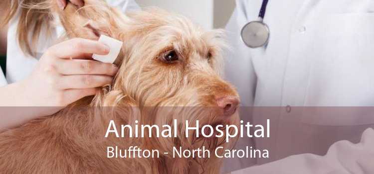 Animal Hospital Bluffton - North Carolina