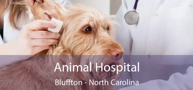 Animal Hospital Bluffton - North Carolina