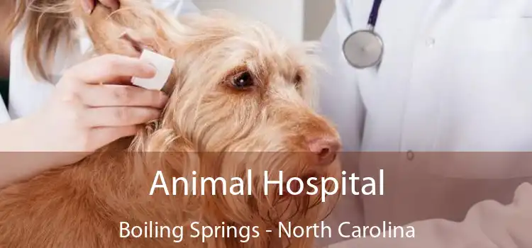 Animal Hospital Boiling Springs - North Carolina