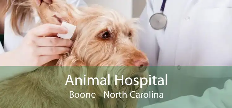 Animal Hospital Boone - North Carolina