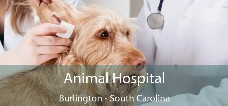 Animal Hospital Burlington - South Carolina