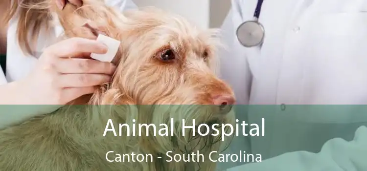 Animal Hospital Canton - South Carolina