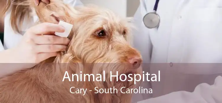 Animal Hospital Cary - South Carolina