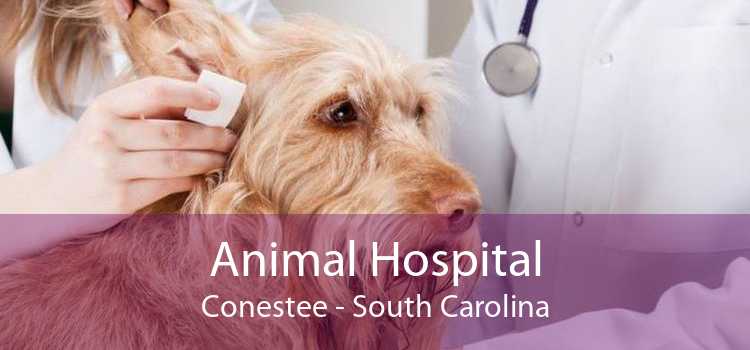 Animal Hospital Conestee - South Carolina