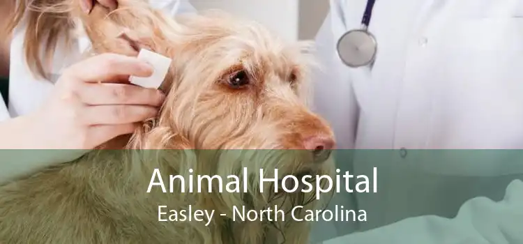 Animal Hospital Easley - North Carolina
