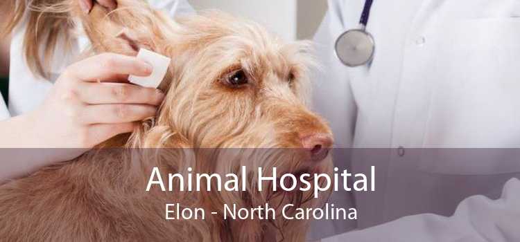 Animal Hospital Elon - North Carolina