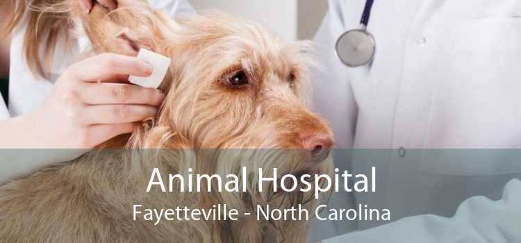 Animal Hospital Fayetteville - North Carolina