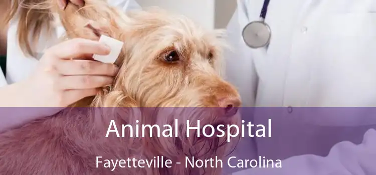 Animal Hospital Fayetteville - North Carolina