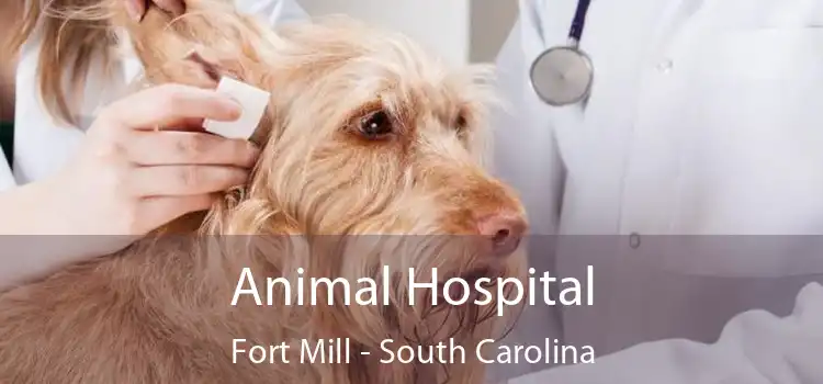 Animal Hospital Fort Mill - South Carolina