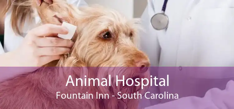 Animal Hospital Fountain Inn - South Carolina