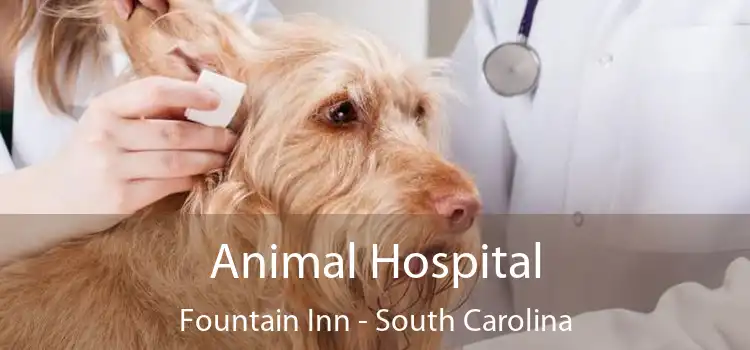 Animal Hospital Fountain Inn - South Carolina