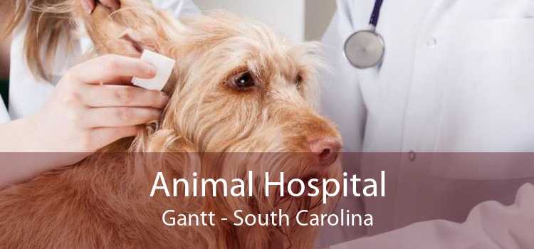 Animal Hospital Gantt - South Carolina