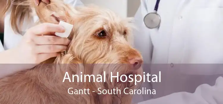 Animal Hospital Gantt - South Carolina