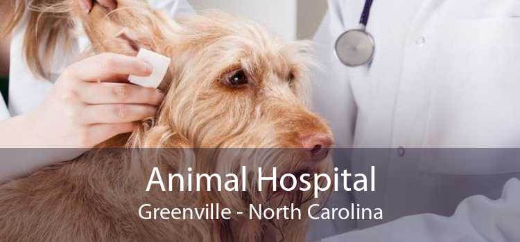 Animal Hospital Greenville - North Carolina