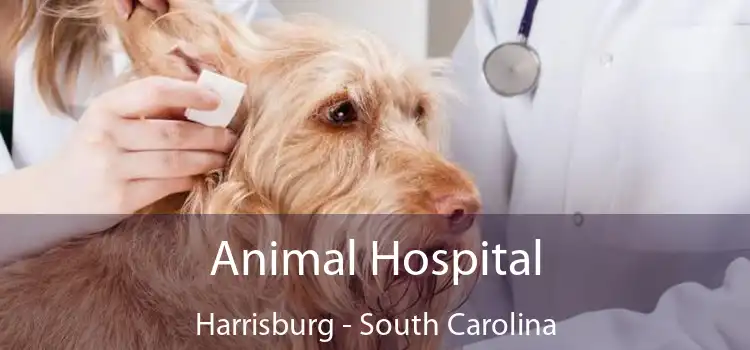 Animal Hospital Harrisburg - South Carolina