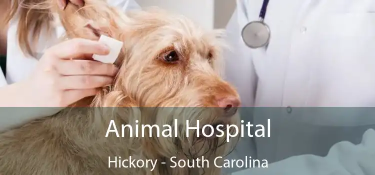 Animal Hospital Hickory - South Carolina