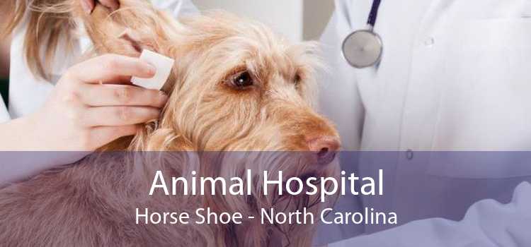 Animal Hospital Horse Shoe - North Carolina