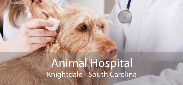 Animal Hospital Knightdale - South Carolina