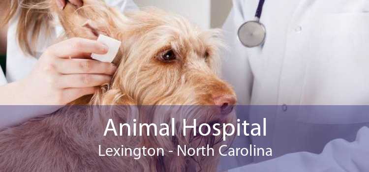 Animal Hospital Lexington - North Carolina