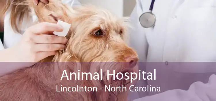 Animal Hospital Lincolnton - North Carolina