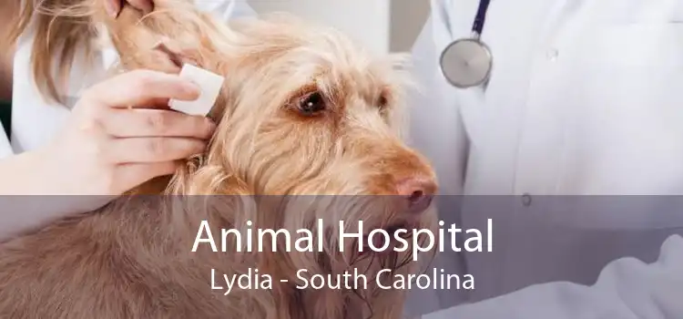 Animal Hospital Lydia - South Carolina