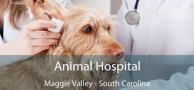 Animal Hospital Maggie Valley - South Carolina