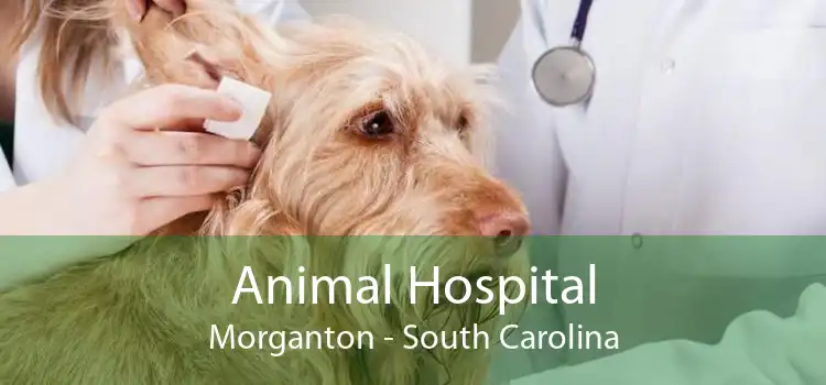 Animal Hospital Morganton - South Carolina
