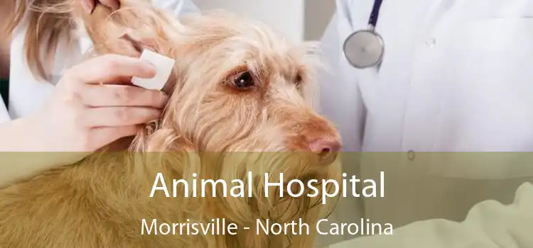 Animal Hospital Morrisville - North Carolina