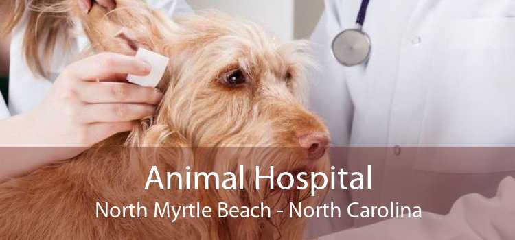 Animal Hospital North Myrtle Beach - North Carolina