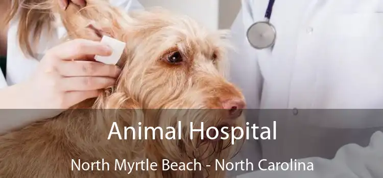 Animal Hospital North Myrtle Beach - North Carolina