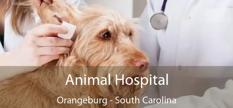 Animal Hospital Orangeburg - South Carolina