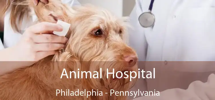 Animal Hospital Philadelphia - Pennsylvania
