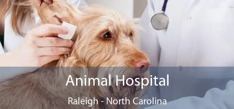 Animal Hospital Raleigh - North Carolina