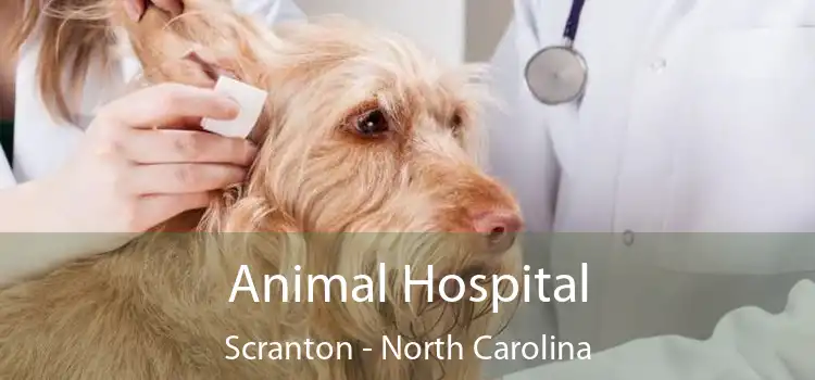 Animal Hospital Scranton - North Carolina