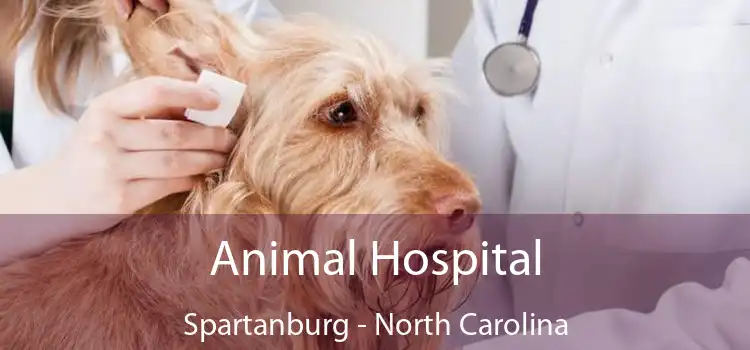 Animal Hospital Spartanburg - North Carolina