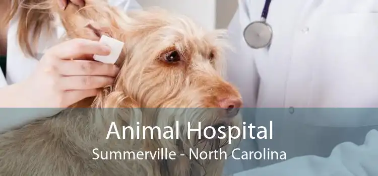 Animal Hospital Summerville - North Carolina