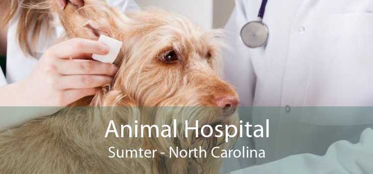 Animal Hospital Sumter - North Carolina