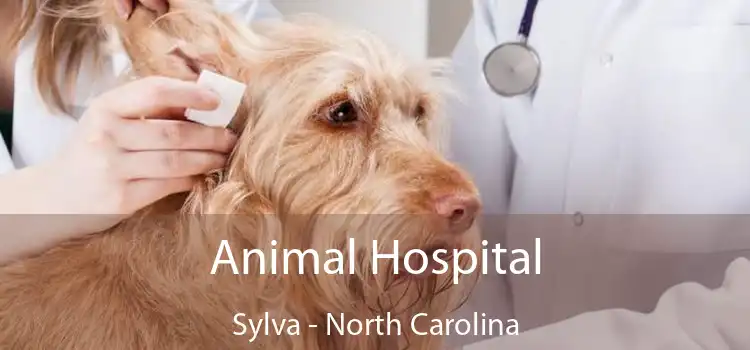 Animal Hospital Sylva - North Carolina