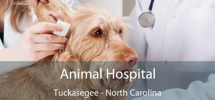 Animal Hospital Tuckasegee - North Carolina