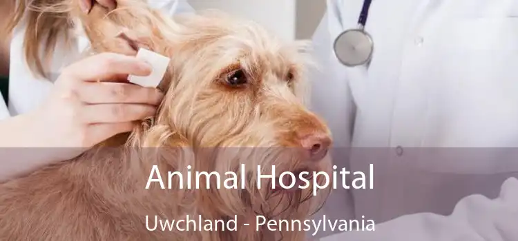 Animal Hospital Uwchland - Pennsylvania