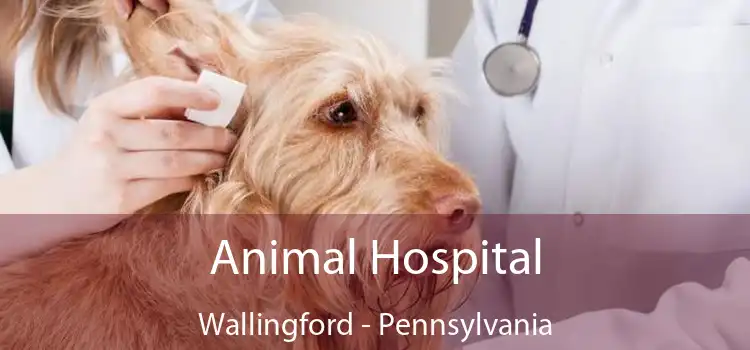Animal Hospital Wallingford - Pennsylvania