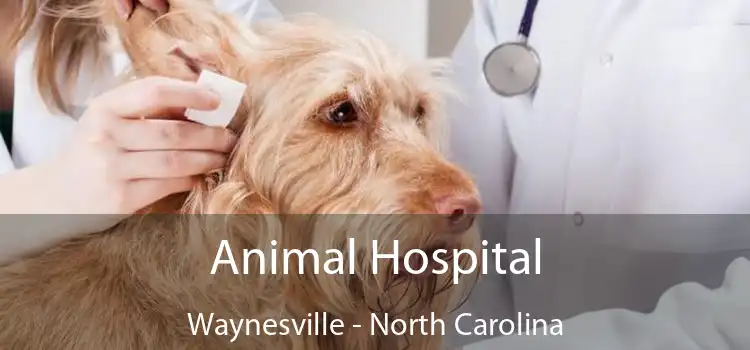 Animal Hospital Waynesville - North Carolina