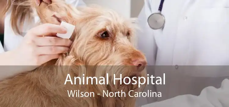 Animal Hospital Wilson - North Carolina